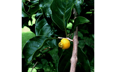 Fruto maduro de Araça Amarelo