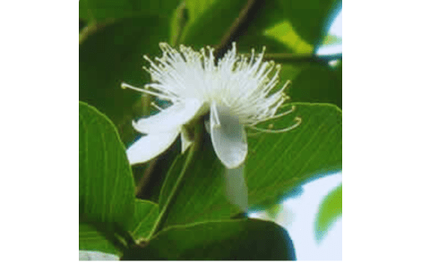 Flor de Araça Amarelo