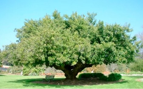 Aroeira Pimenteira na paisagem urbana