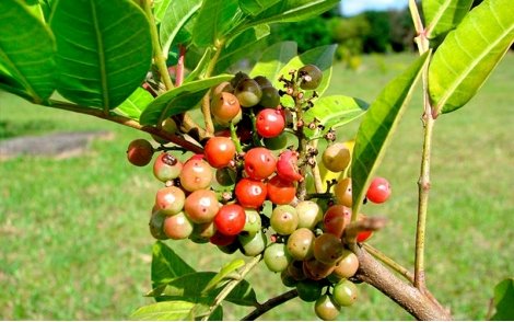Frutos da Aroeira Pimenteira