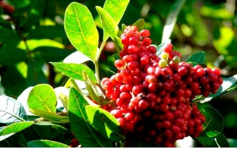 Arranjo de frutos da Aroeira Pimenteira