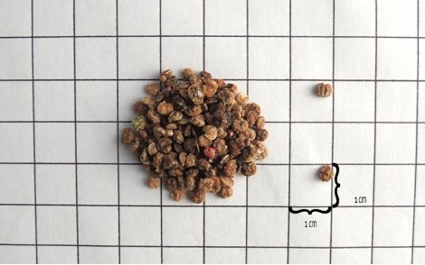 Sementes de Aroeira Pimenteira em perspectiva de 1cm.