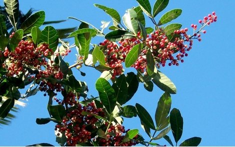 Frutos e folhas da Aroeira Pimenteira