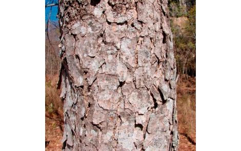 Tronco de Aroeira Preta
