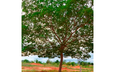 Arvore de Aroeira Preta