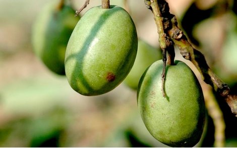 Frutos de Azeitona de Ceilão