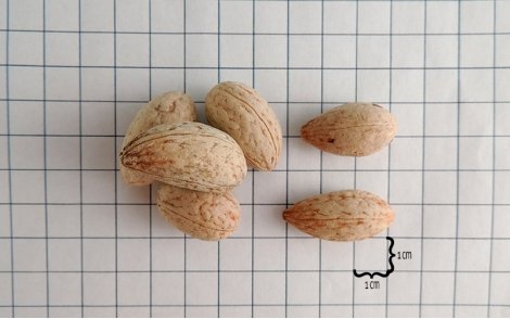 Sementes de Azeitona de Ceilão em papel 1cm.
