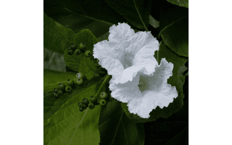 Flores de Babosa Branca