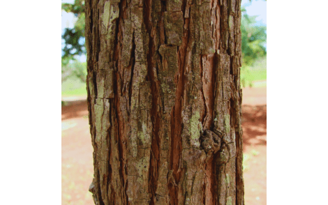 Tronco de Babosa Branca