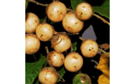 Frutos de Babosa Branca