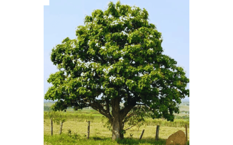 Arvore Adulta de Babosa Branca