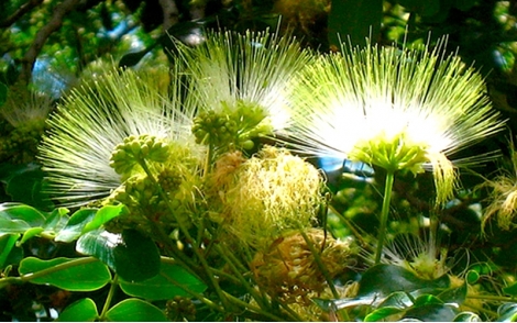 Flores de Ébano Oriental