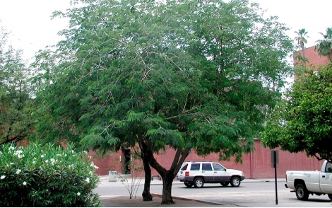 Árvore de Ébano Oriental utilizado no paisagismo.