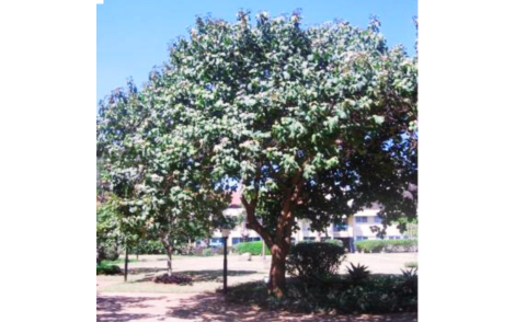 Arvore de Cordia Africana adulta