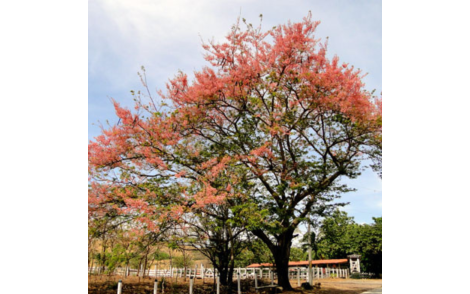 Arvore adulta de Cassia Grande