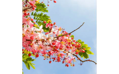 Florada de Cassia Grande