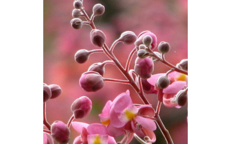 Floração de Cassia Grande