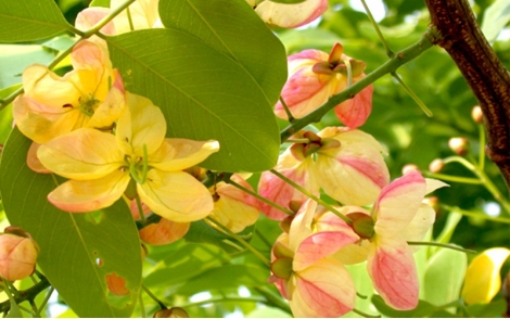 Florada de Cássia Hibrida