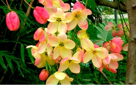 Flores de Cássia Hibrida