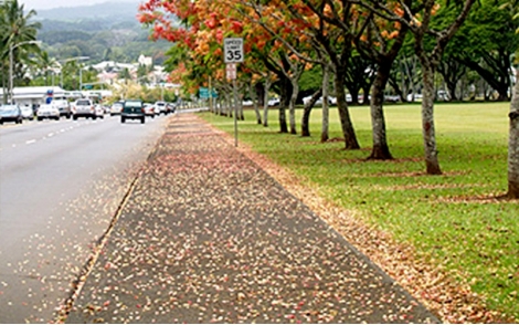 Árvores de Cássia Hibrida no paisagismo urbano