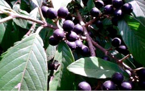 Frutos de Cafezinho (Saguaraji Amarelo)