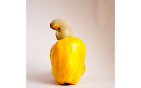 Fruto e Pseudo-fruto de Caju Amarelo