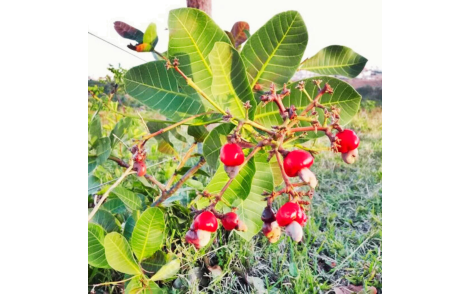 Arbusto de  Cajuzinho do Cerrado