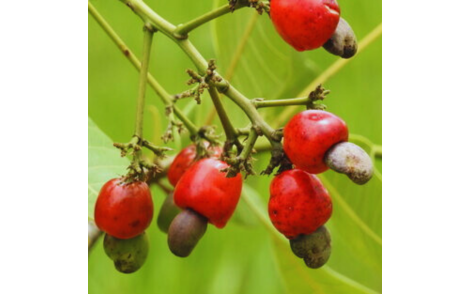 Frutos de Cajuzinho do Cerrado pronto para colheita