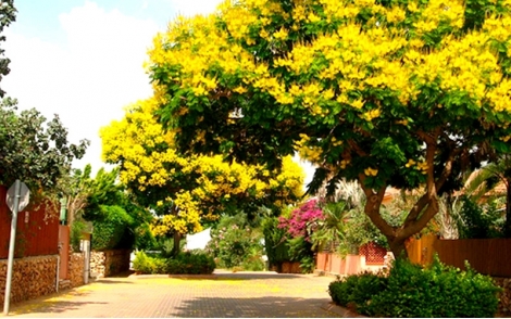 Árvore de Canafístula utilizado na arborização urbana