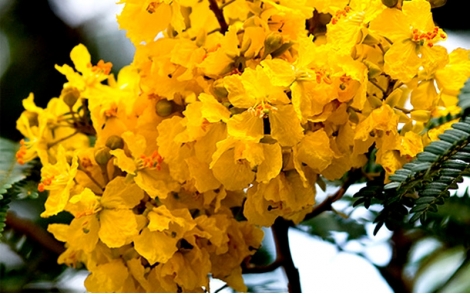 Florada de Canafístula