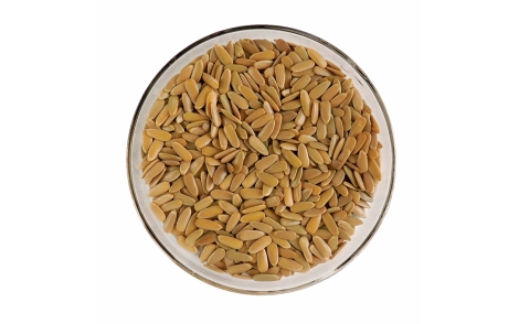 Sementes de Canafístula