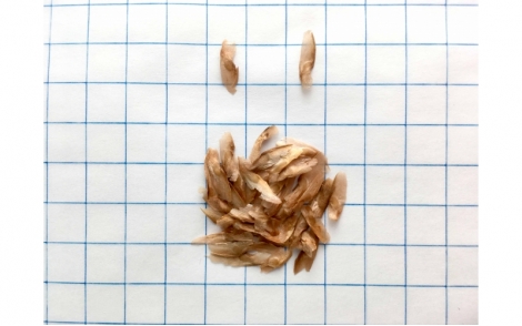 Sementes de Cedro Australiano em quadro perspectiva de 1cm