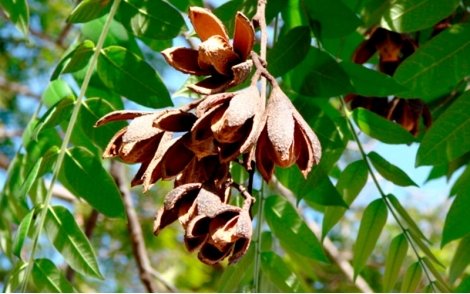 Fruto aberto da espécie Cedro rosa, ocorrendo a dispersão das sementes aladas.