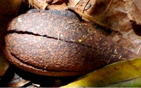 Fruto com abertura parcial da espécie Cedro Rosa