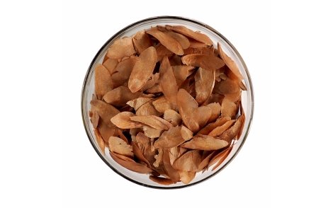 Sementes de Cedro Rosa