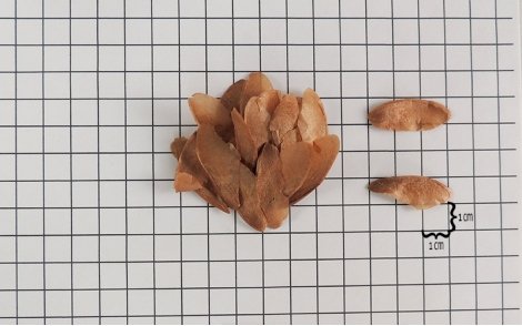 Sementes de Cedro Rosa em papel perspectiva 1cm