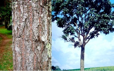 Tronco com 25 anos da espécie Cedro Rosa. Espécie Cedro Rosa antes da queda espontânea das folhas. 