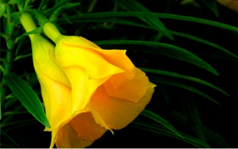 Flores de Chapéu de Napoleão