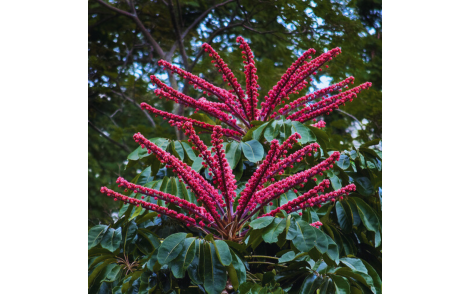 Florada de cheflera