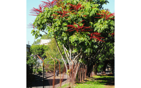 Cheflera florindo no paisagismo urbano