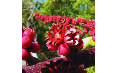 Flores de Cheflera