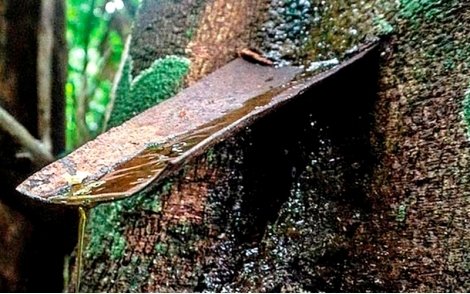 Extração de Óleo natural de Copaíba para fins fitoterapêuticos