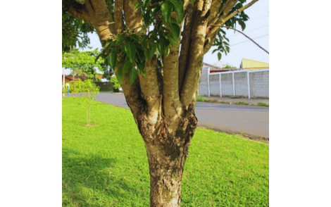 Arvore de Coração de Negro Adulta
