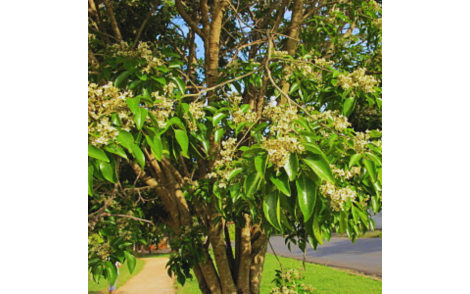Florada  de Coração de Negro