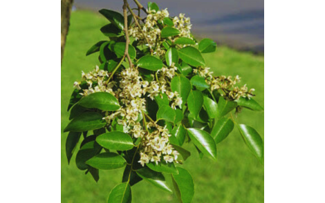 Flores de Coração de Negro