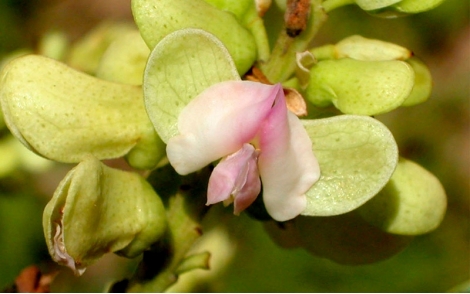 Flores de Cumaru
