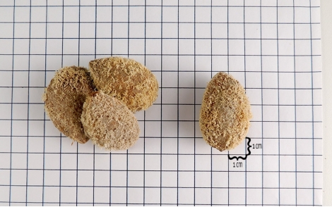 Sementes de Cumaru em papel perspectiva de 1cm