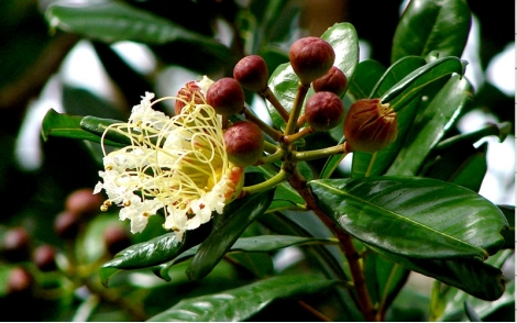 Botao floral de Dedaleiro