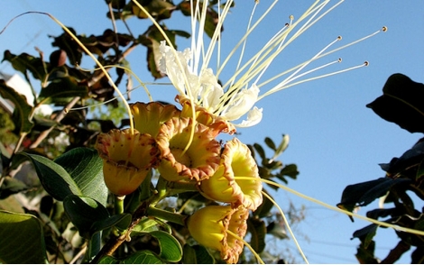 Flores de Dedaleiro