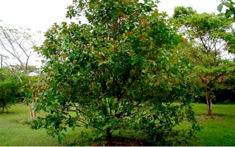 Árvore de Dedaleiro